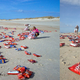 Illustration for article titled The Strangest Things That Have Ever Washed Up On Beaches